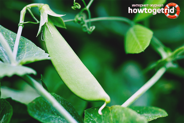 How to grow peas in open ground