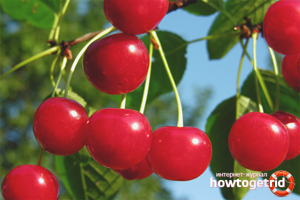 How to grow a cherry