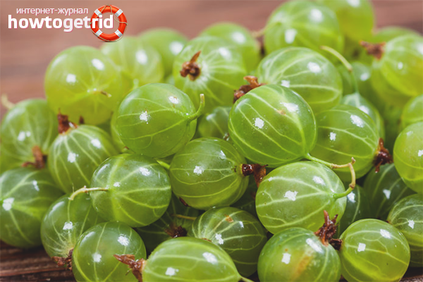 How to freeze gooseberries for the winter