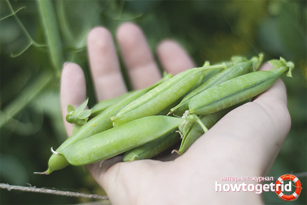 When to pick peas