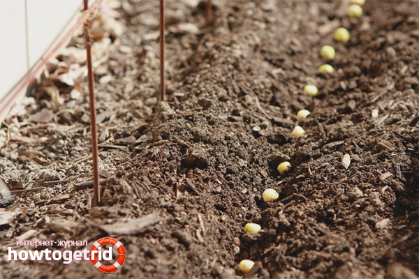 Where to plant peas