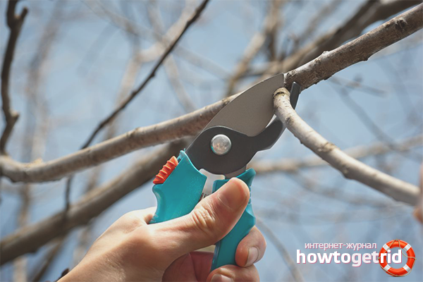 Cherry pruning
