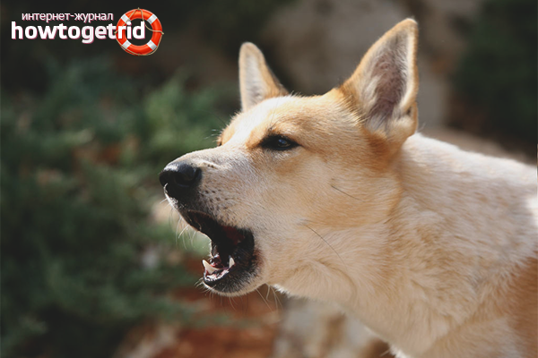 Wean the dog to bark at other dogs