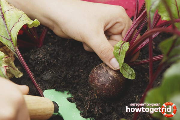 Beet harvest