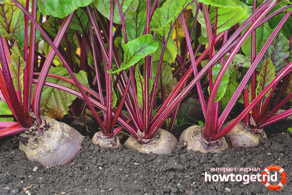 Beet Care