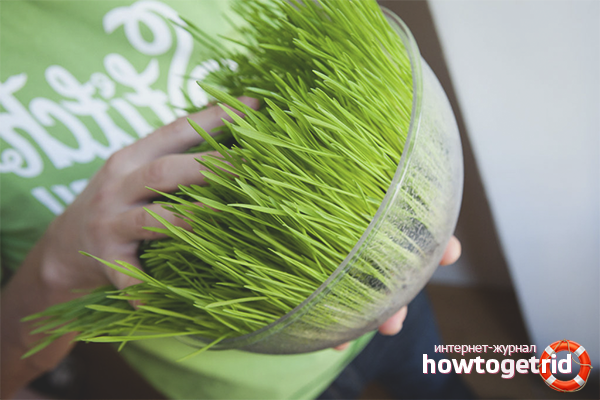 Eating Green Sprouted Wheat