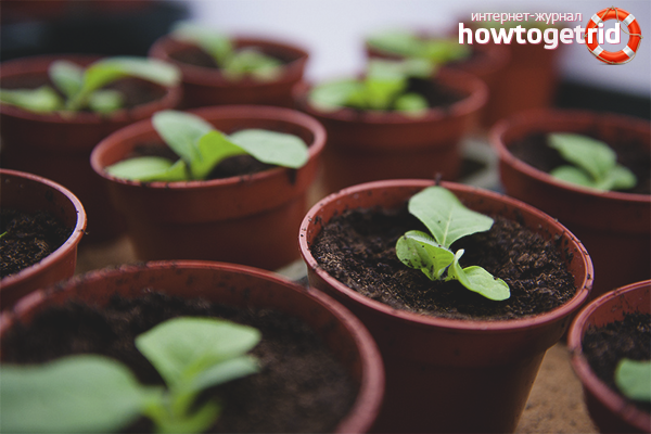 Planting tobacco seedlings in the ground