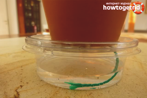 Wick watering for violets