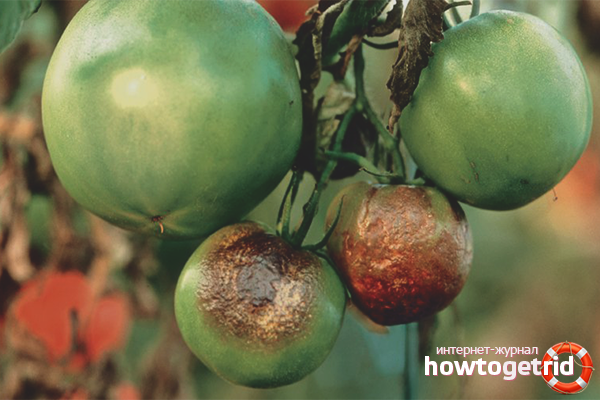 Phytophthora on tomatoes