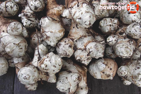 Storage of Jerusalem artichoke in the cellar