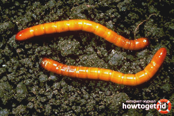 How to deal with wireworms