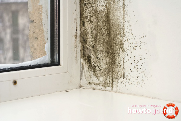 How to get rid of mold on plastic windows