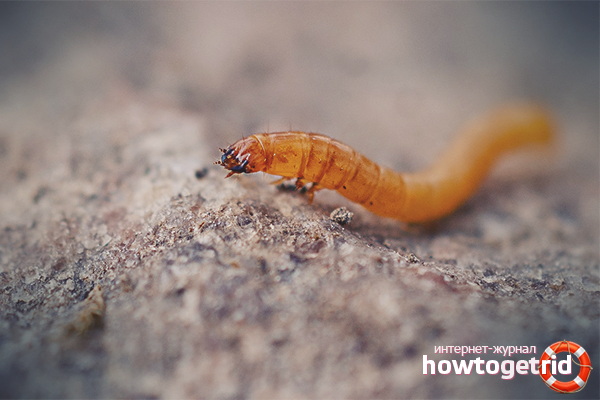 How to get rid of wireworm in the garden
