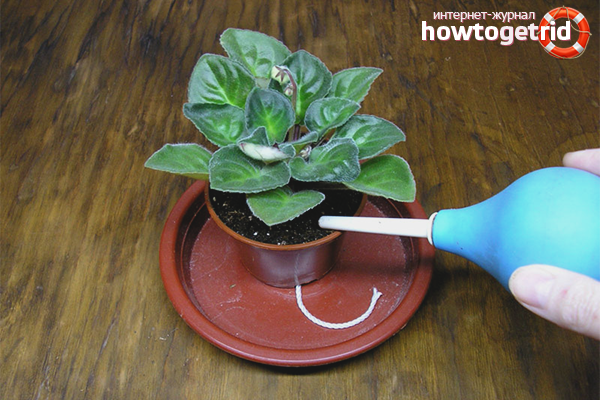 How to water violets