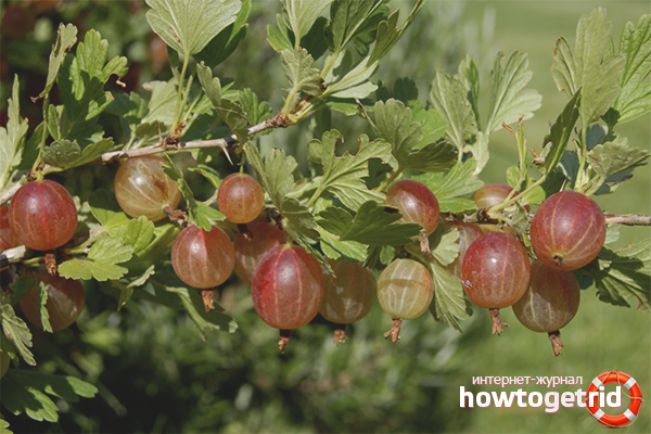 How to plant gooseberries
