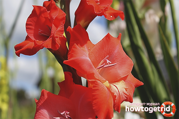 How to plant gladioli in spring