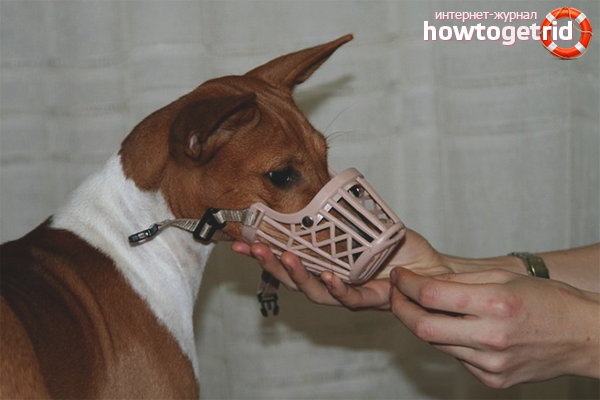 How to train a dog for a muzzle