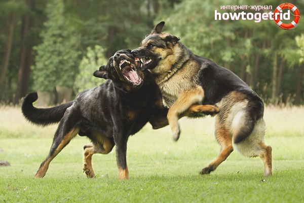 How to separate fighting dogs