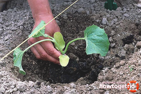 How to plant melons