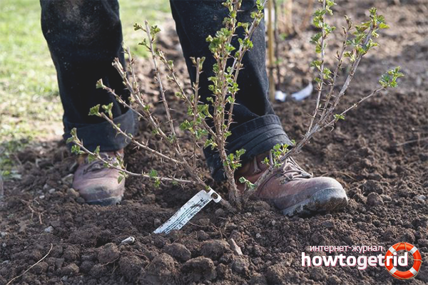 How to plant gooseberries