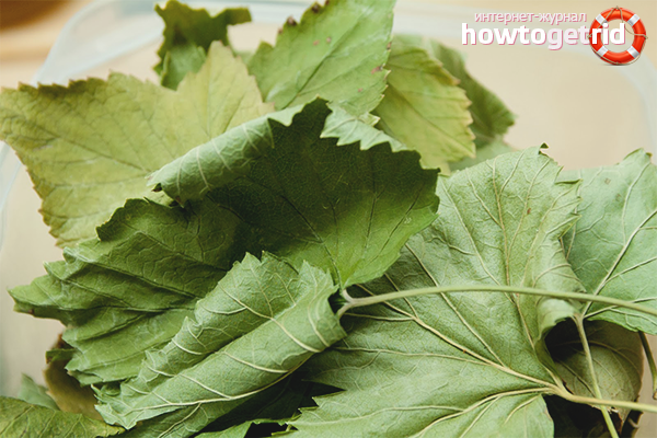 How to Dry Currant Leaves for Tea