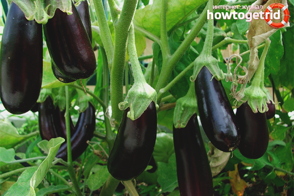 How to care for eggplant