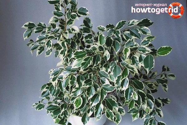 How to care for ficus