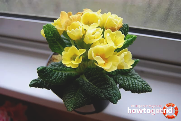 How to care for primrose