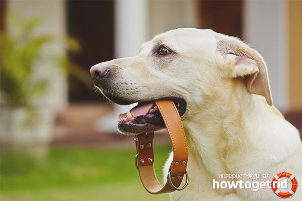 How to choose a dog collar