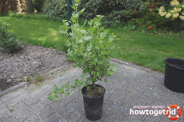 How to choose gooseberry seedling