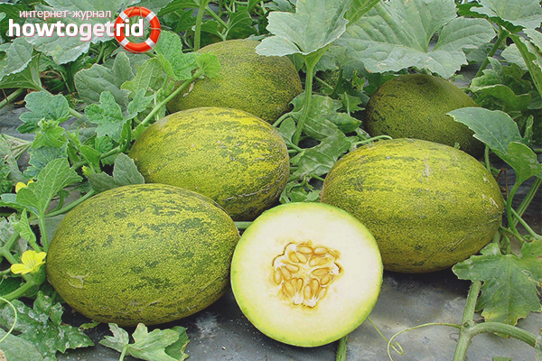 How to grow melons in open ground
