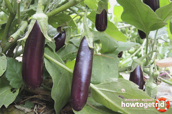How to grow eggplant in open ground