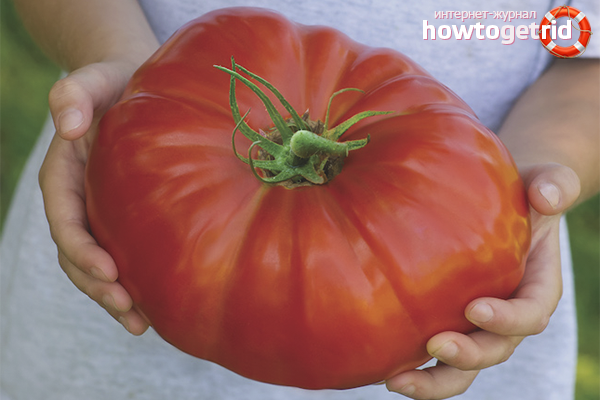 How to grow large tomatoes
