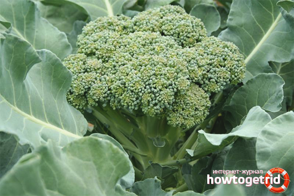 How to grow broccoli in the garden