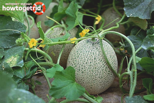 How to grow a melon