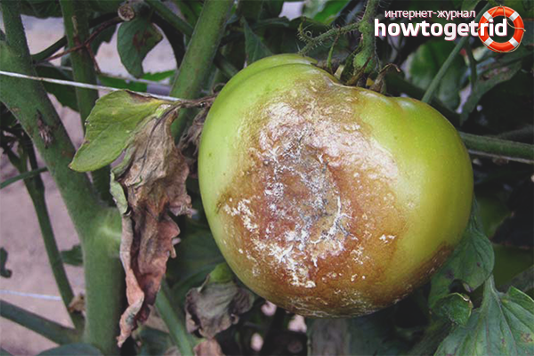 How to protect tomatoes from late blight