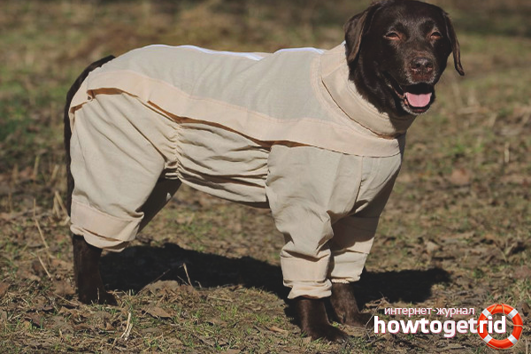 How to protect a dog from ticks