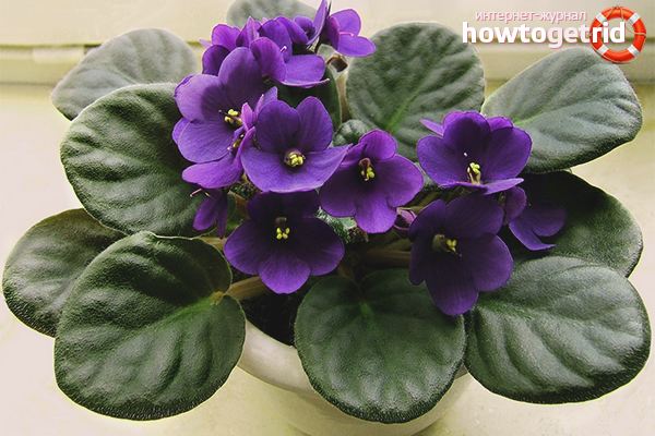 How to make a violet blossom