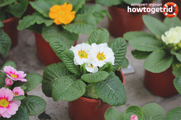 Indoor Primrose
