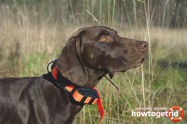 Dog navigation collar