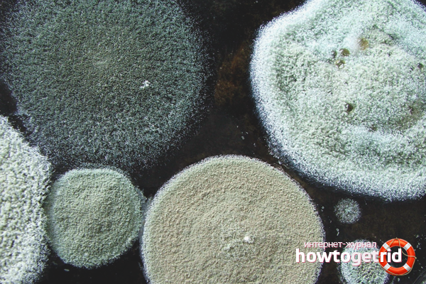 Mold on plastic windows