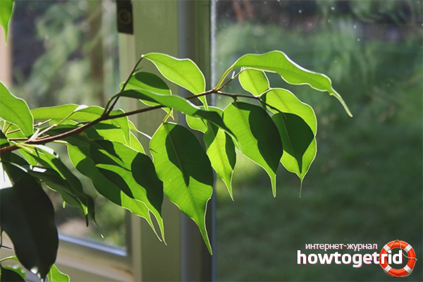 Suitable place for ficus