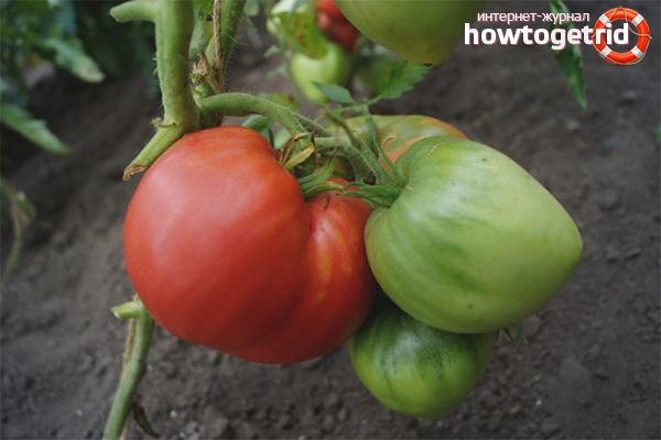 Fertilizers for growing large tomatoes