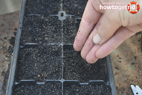 Sowing broccoli seedlings