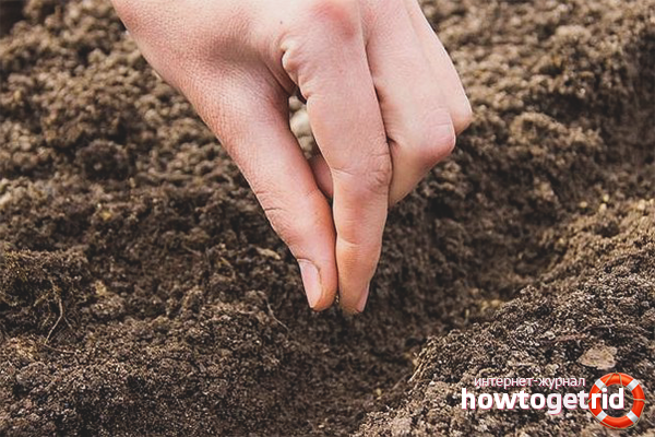 Sowing Beijing cabbage in the ground