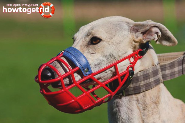 We train a dog to a muzzle