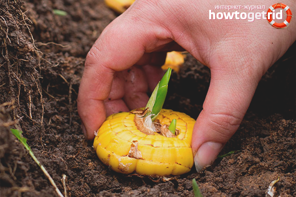 The process of planting gladioli