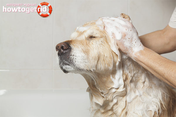 Dog tick shampoo