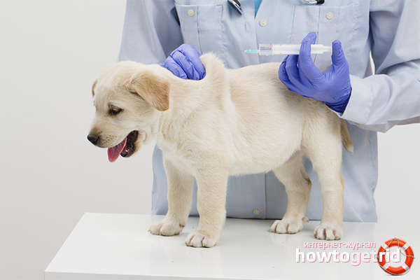 Dog tick vaccination