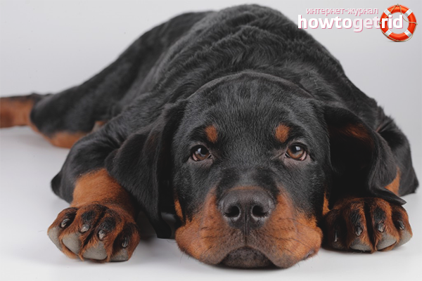 Appearance of a sick dog